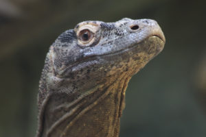 Komodo Dragon, Calgary Zoo