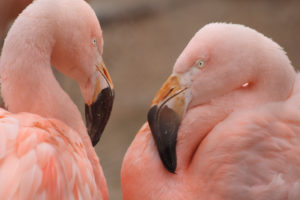 Calgary Zoo