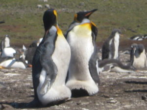 Falkland Island Residents