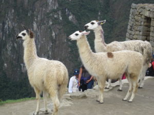 Machu Picchu Residents